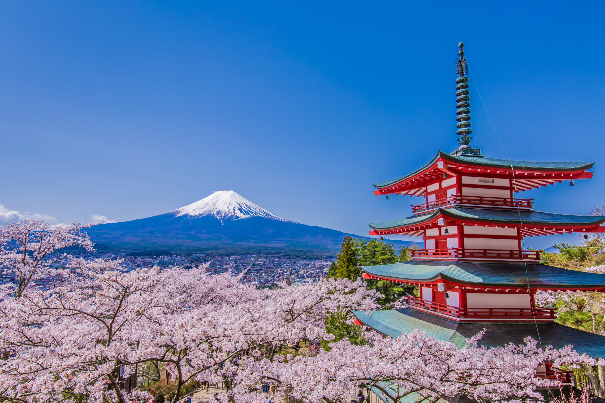 Chureito Pagoda overlooking Mount Fuji and blooming cherry blossoms during spring in Japan