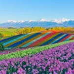 Colorful flower fields with mountain scenery in Furano and Biei, Hokkaido