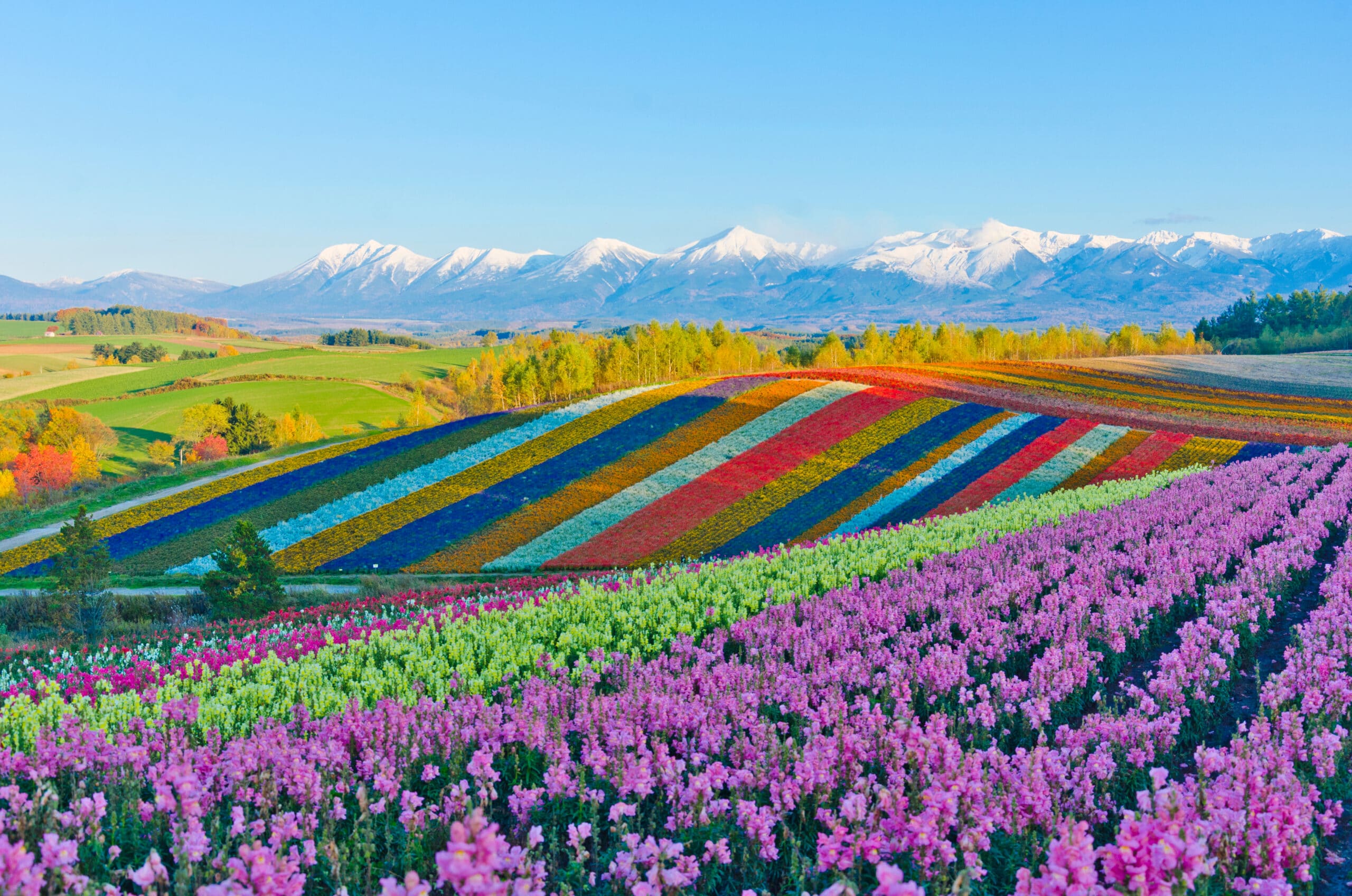 Colorful flower fields with mountain scenery in Furano and Biei, Hokkaido