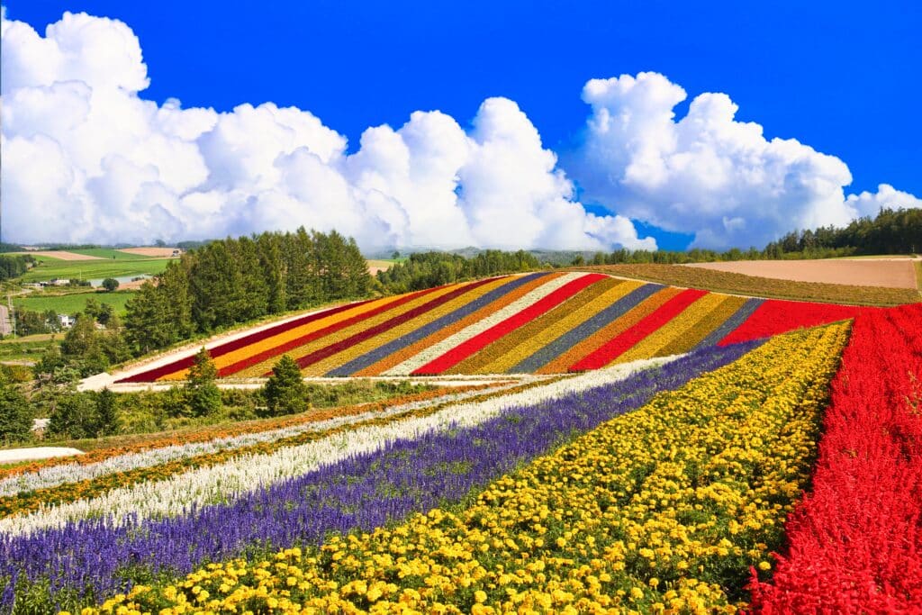Colorful lavender flower fields in Furano during summer in Hokkaido