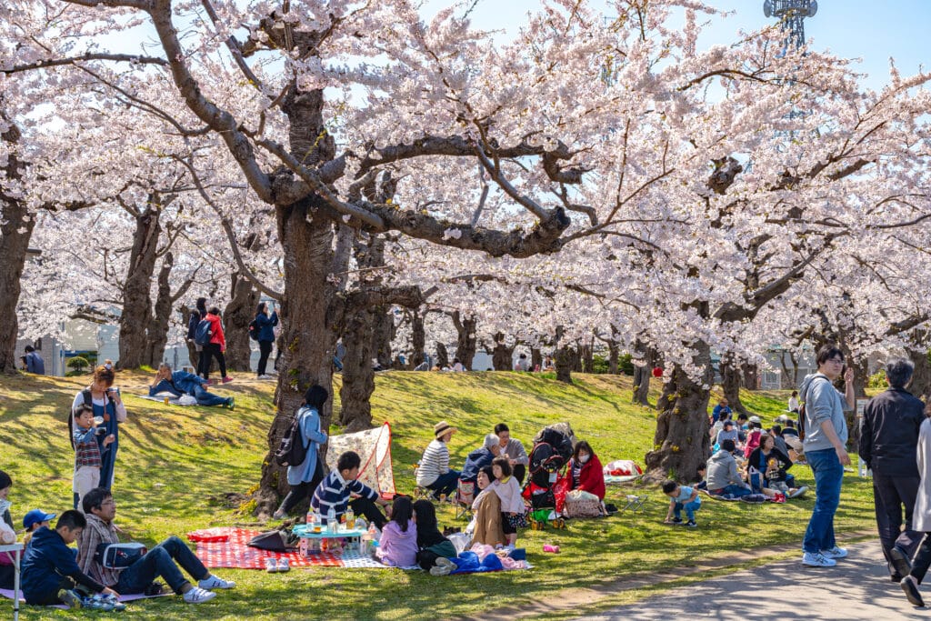 People enjoying a traditional hanami picnic beneath blooming cherry blossom trees in Japan