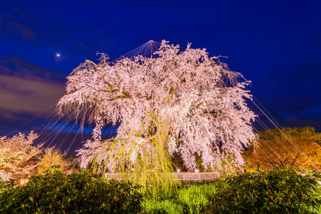 Large illuminated weeping cherry tree during an evening sakura festival in Japan