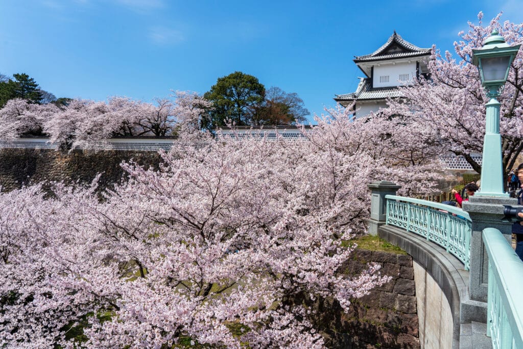 Cherry blossoms surrounding Kanazawa Castle in spring