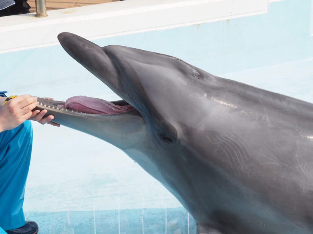 Dolphin interacting with a trainer at Marine World Uminonakamichi in Fukuoka
