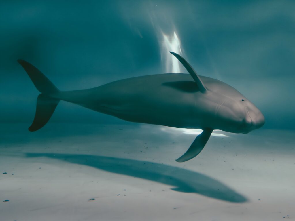 Beluga whale swimming inside Miyajima Aquarium near Hiroshima, Japan