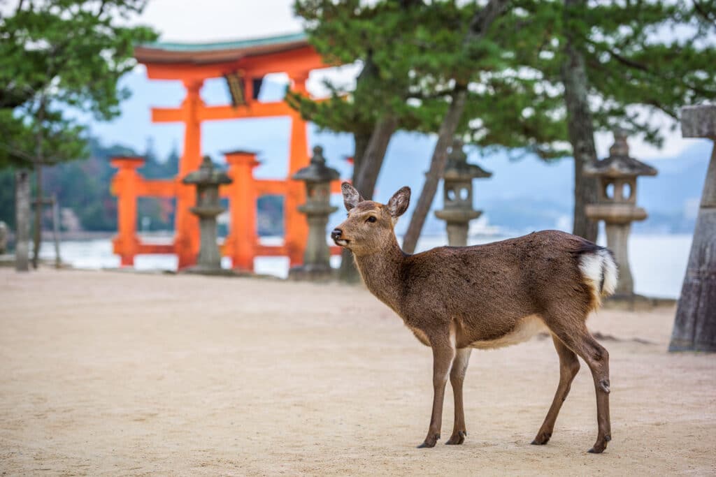 Deer standing near the famous torii gate and shrine area on Miyajima Island