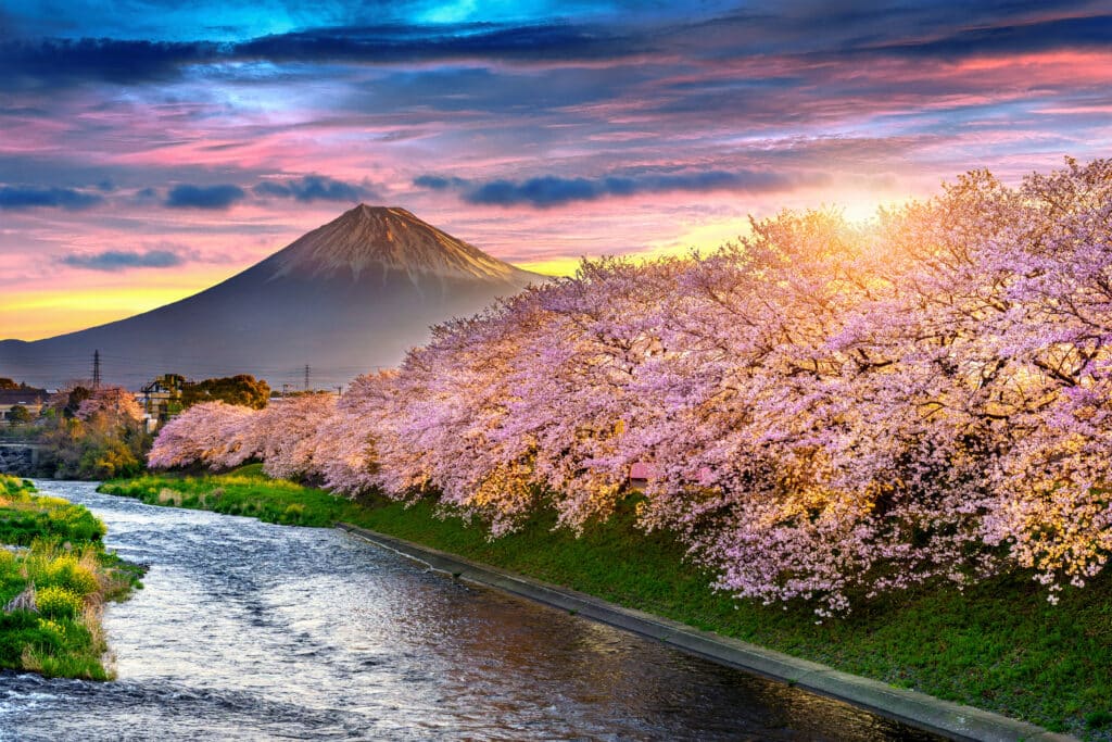 Cherry blossom trees along a river with Mount Fuji at sunset in the background