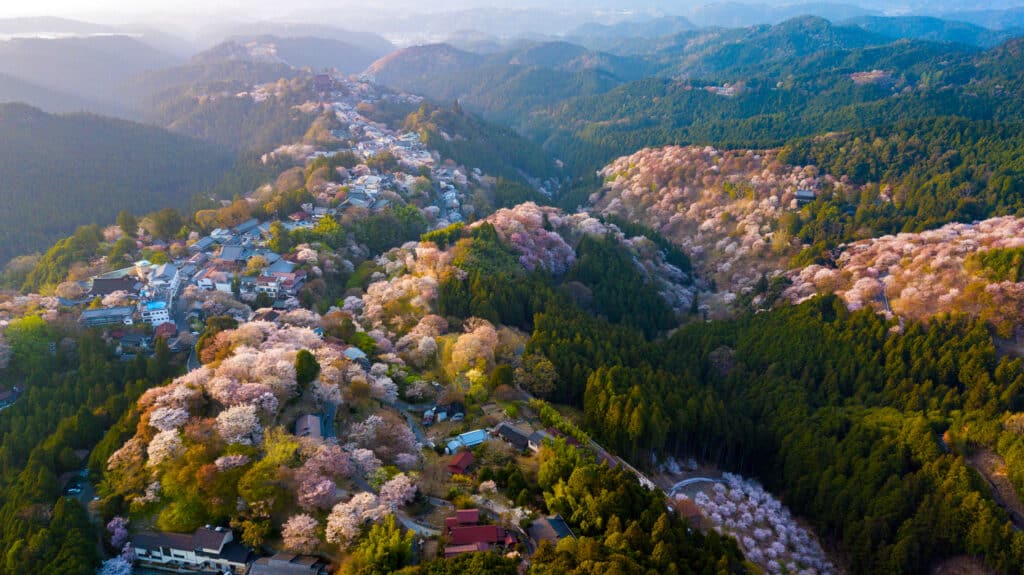 Aerial view of Mount Yoshino covered in thousands of blooming cherry blossom trees