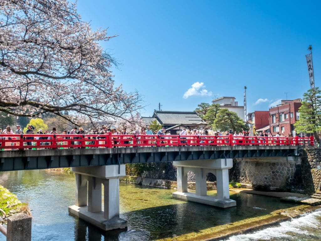 Nakabashi Bridge in Takayama during cherry blossom season