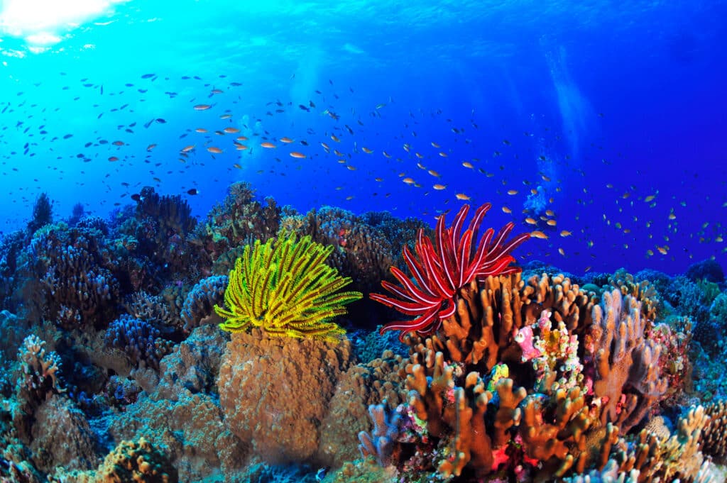Colorful coral reef and tropical marine life in Okinawa