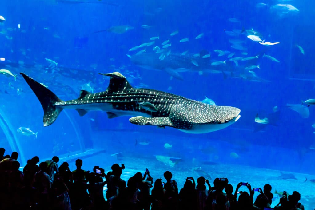 Whale shark inside Okinawa Churaumi Aquarium