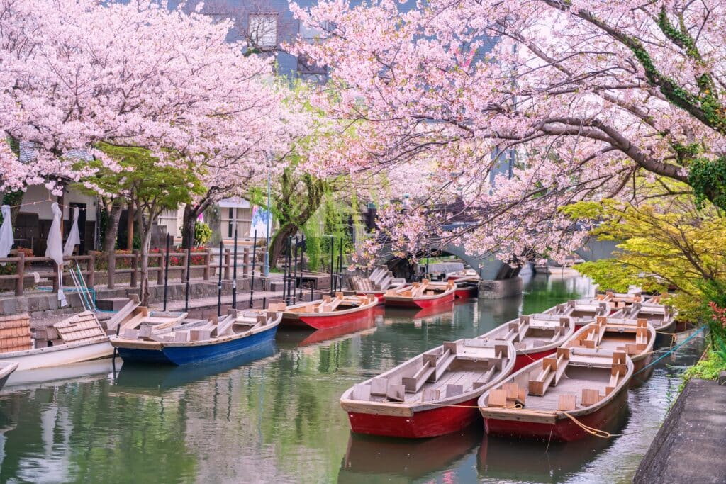 Canal boats beneath cherry blossoms in Yanagawa, Japan