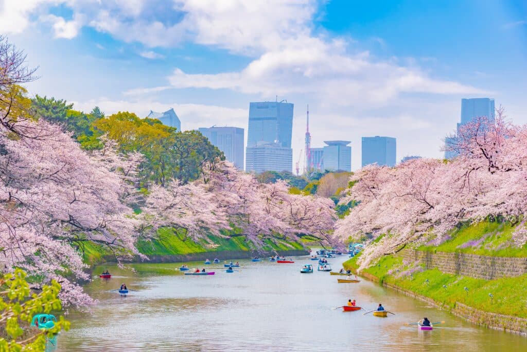 Boats beneath cherry blossoms at Chidorigafuchi moat in Tokyo