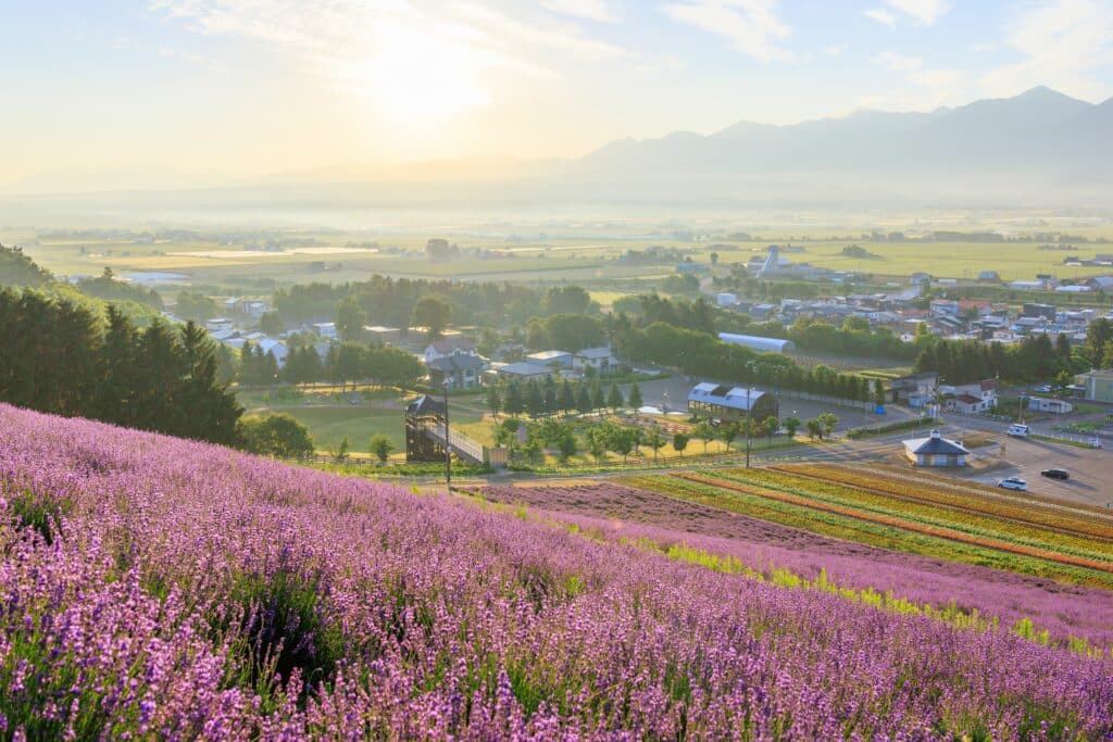 Lavender fields overlooking rural landscapes and mountains in Furano, Hokkaido