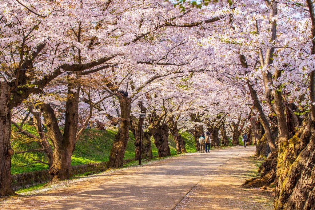 Cherry blossom tunnel leading through Hirosaki Park in spring