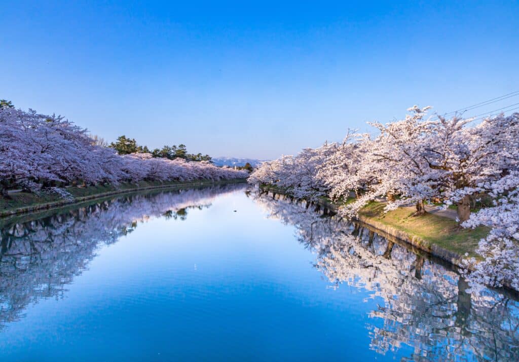 Cherry blossom trees reflected in the moat at Hirosaki Park