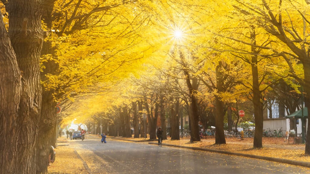 Golden ginkgo trees lining a road at Hokkaido University during autumn in Sapporo
