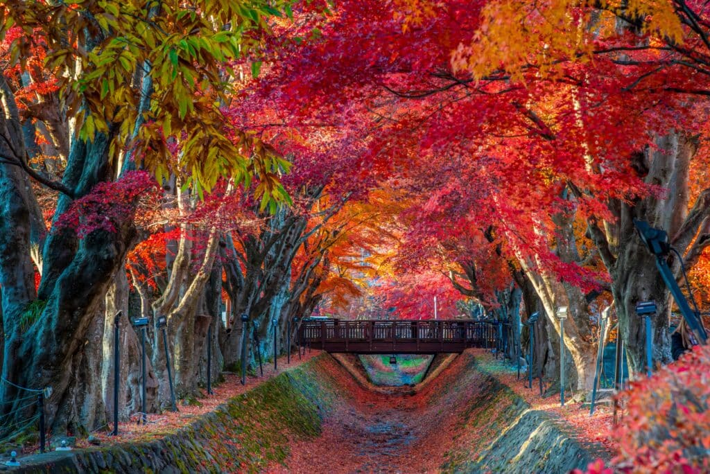 Vibrant red and orange maple trees lining a pathway during peak autumn foliage season in Japan
