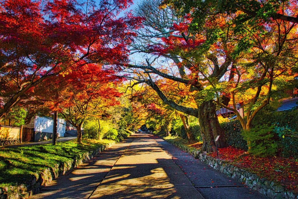 Historic pathway in Kyoto lined with vibrant red and orange maple trees during autumn