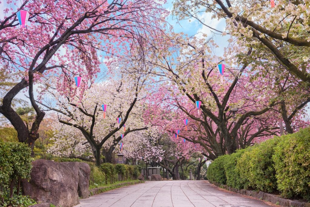 Path lined with white and pink cherry blossom trees in a Japanese park