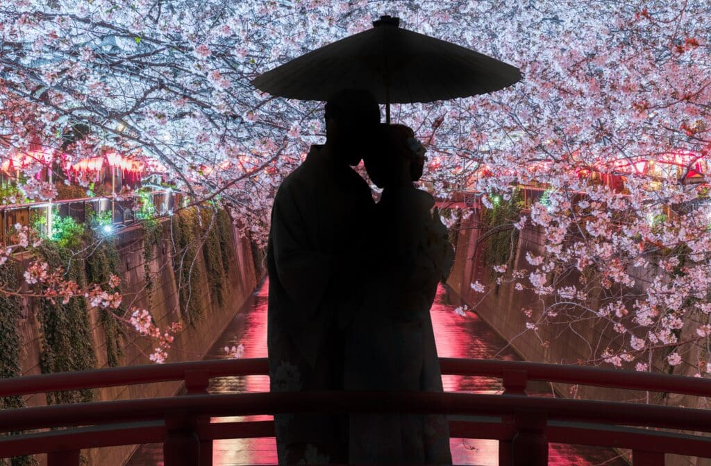 Cherry blossoms illuminated at night along Meguro River in Tokyo