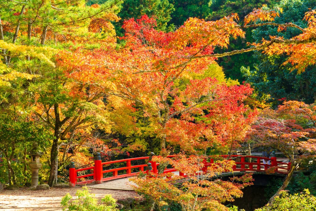 Red bridge surrounded by colorful autumn maple leaves on Miyajima Island Japan