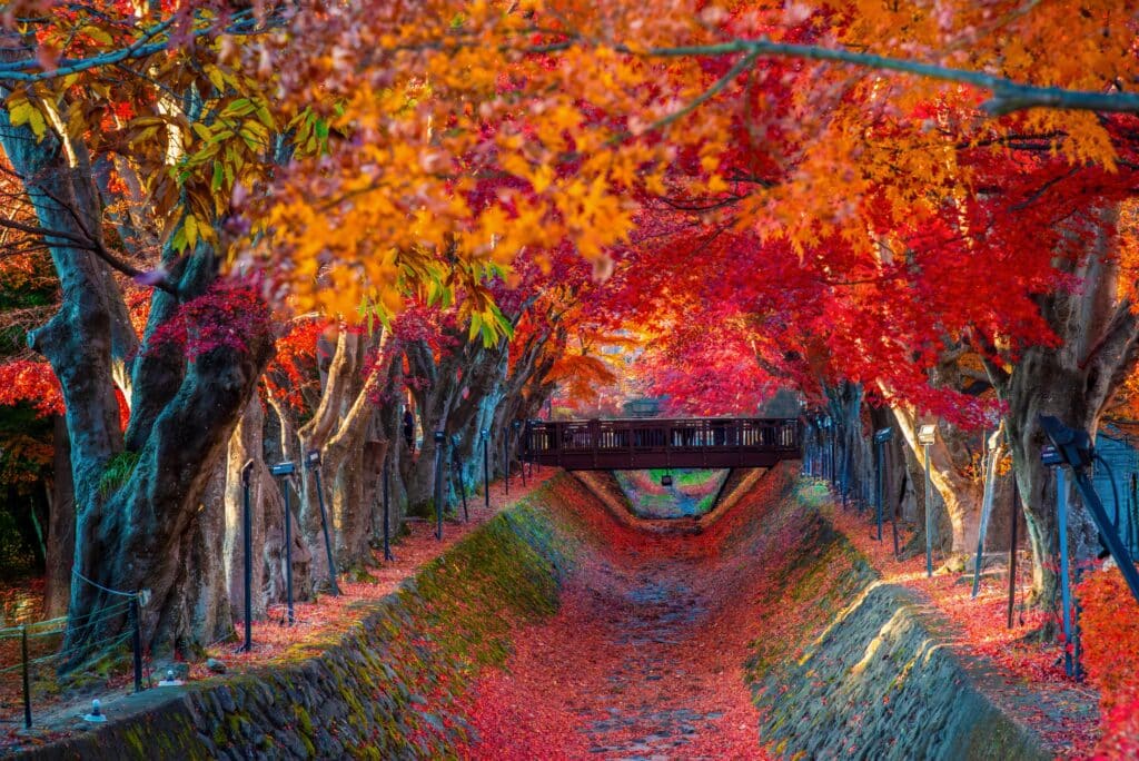 Vibrant autumn foliage lining Momiji Corridor in Kawaguchiko