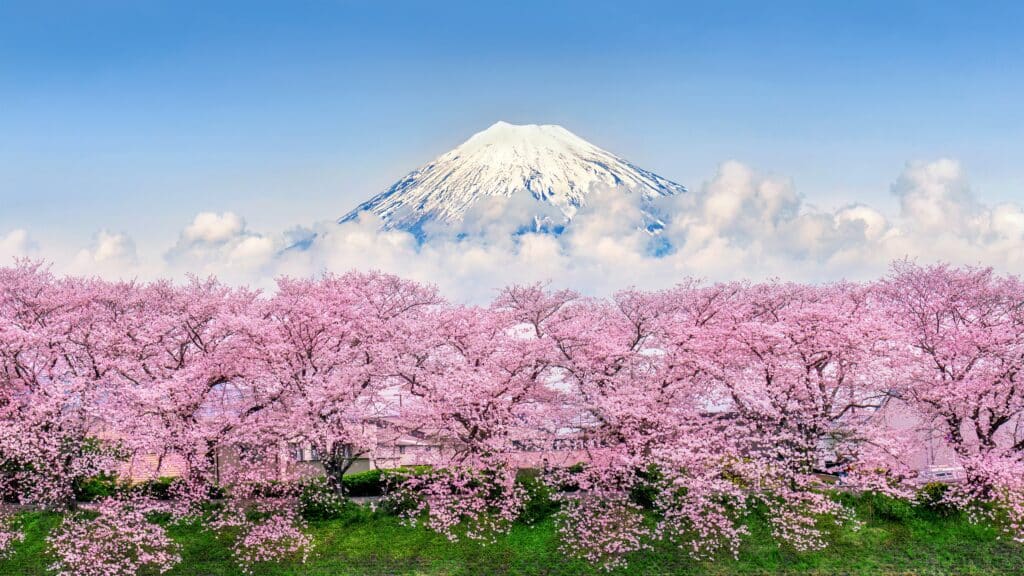 Mount Fuji rising above cherry blossom trees during sakura season in Japan