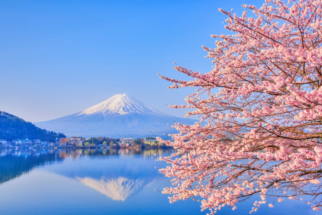 Cherry blossoms blooming beside Lake Kawaguchi with Mount Fuji reflected in the water