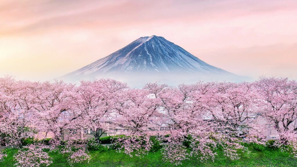 Panoramic view of Mount Fuji rising above a forest of blooming cherry blossom trees in spring