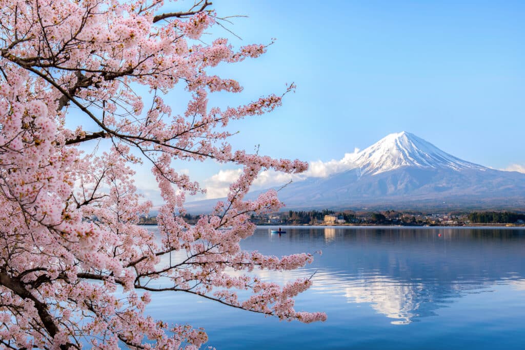 Cherry blossoms framing Mount Fuji and Lake Kawaguchiko in April
