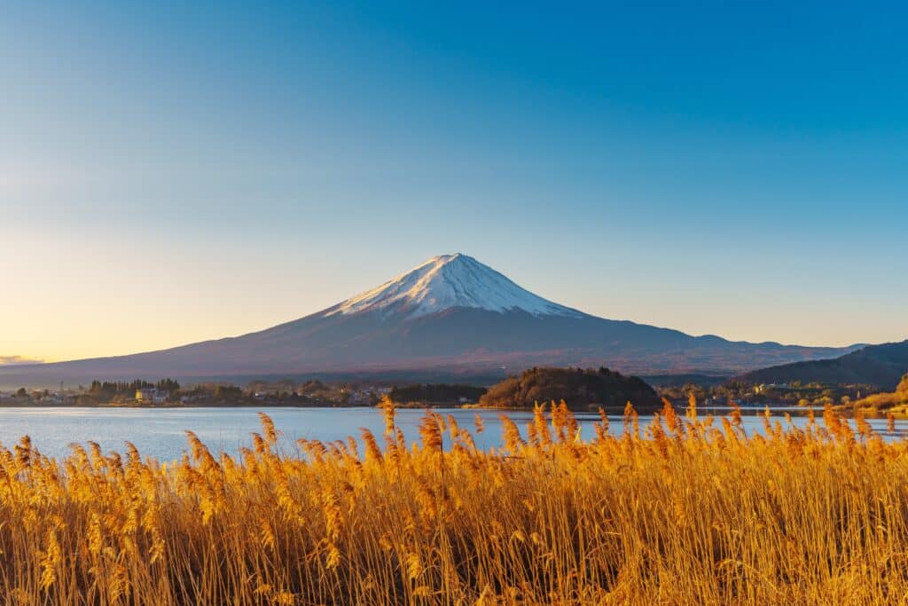 Golden reeds along Lake Kawaguchi with Mount Fuji rising in the background
