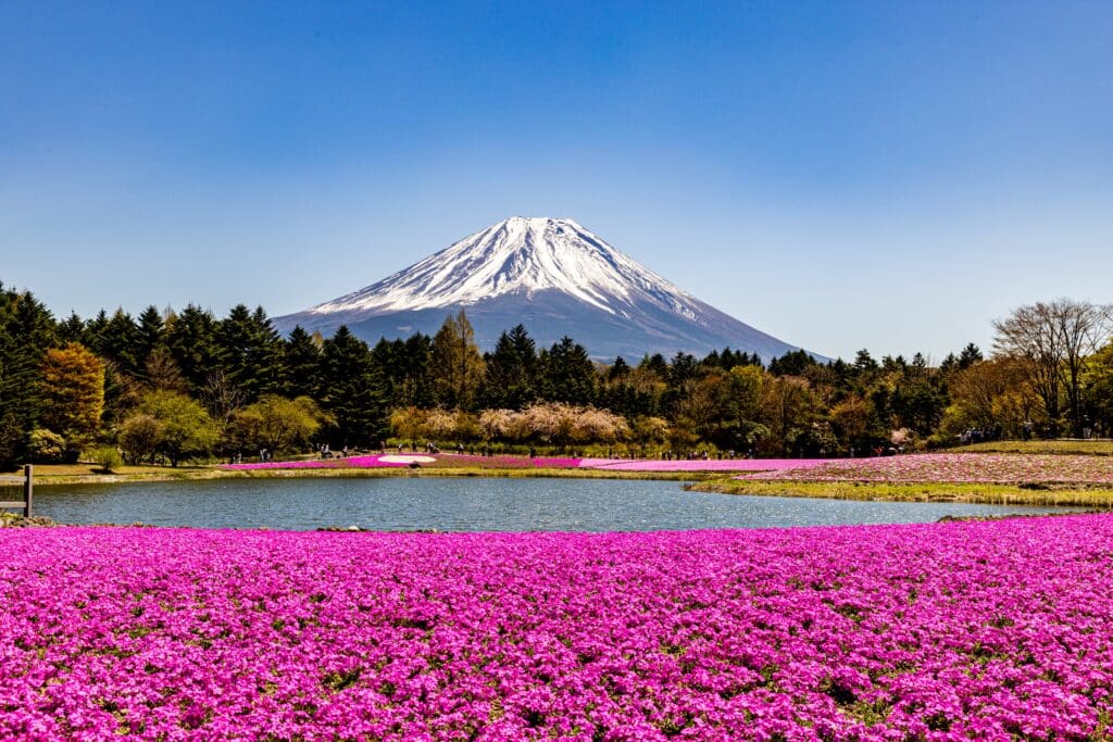 Mount Fuji rising above pink shibazakura flowers during spring in Japan