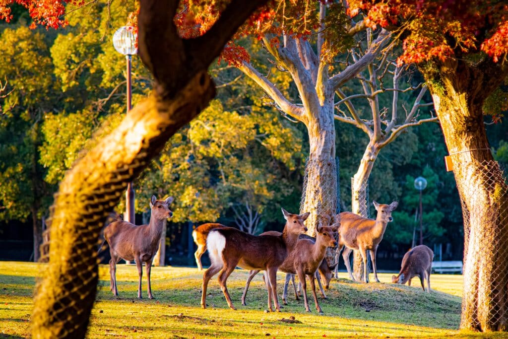 Free-roaming deer in Nara Park beneath colorful autumn trees in Japan