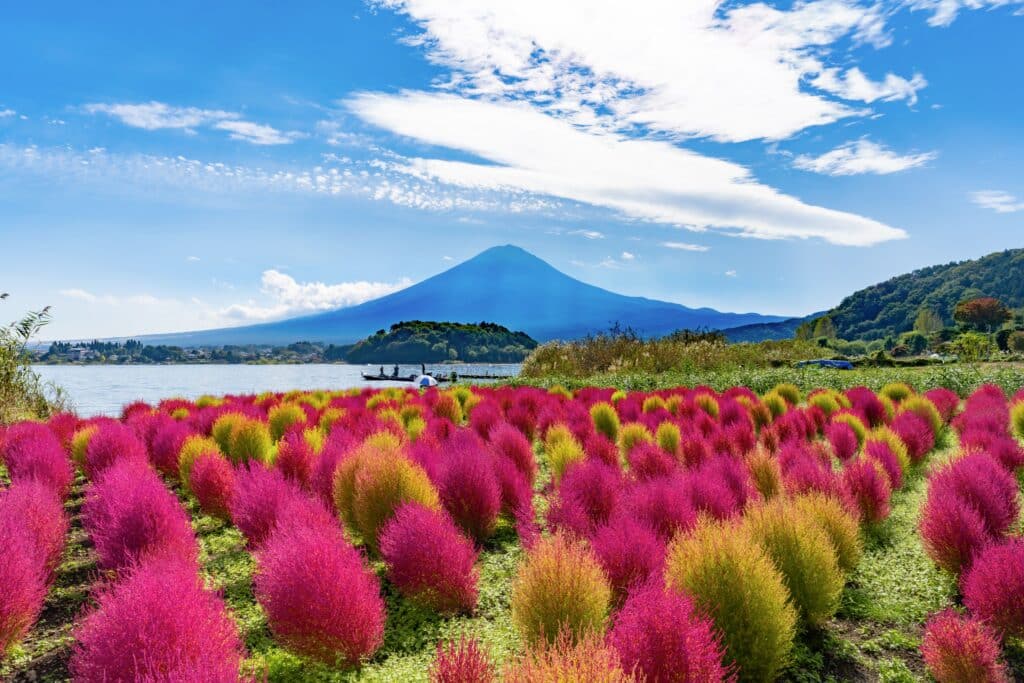 Colorful flower fields at Oishi Park with Mount Fuji in the background