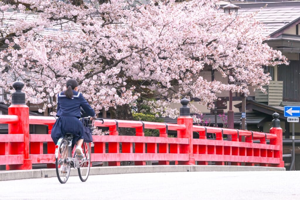 Cyclist crossing Takayama's red bridge beneath blooming cherry trees