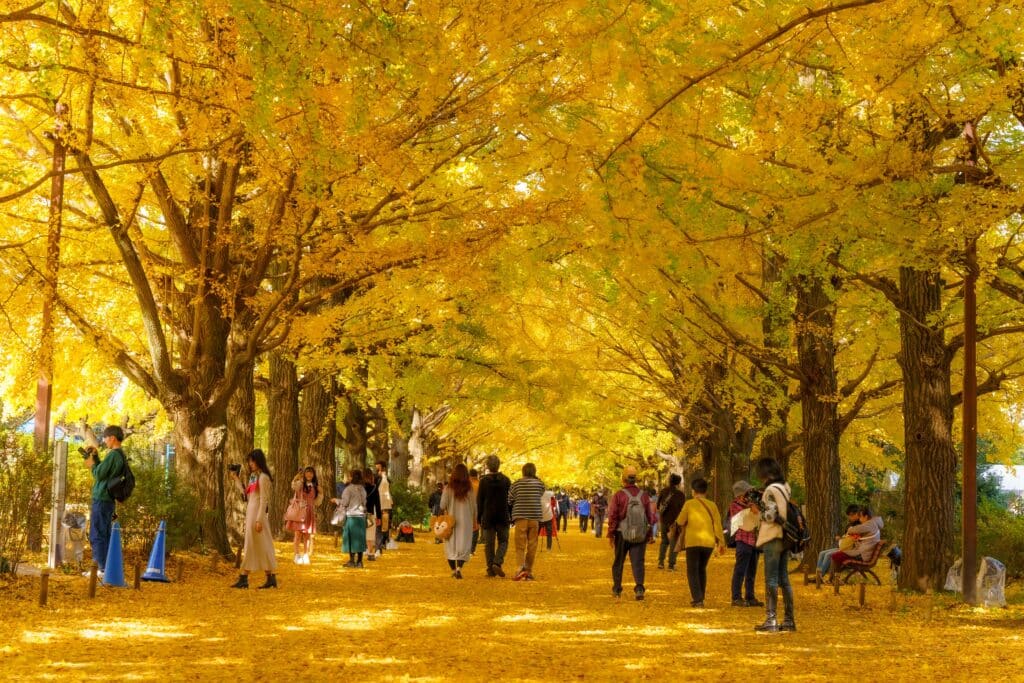 Visitors walking beneath golden ginkgo trees during autumn in Japan