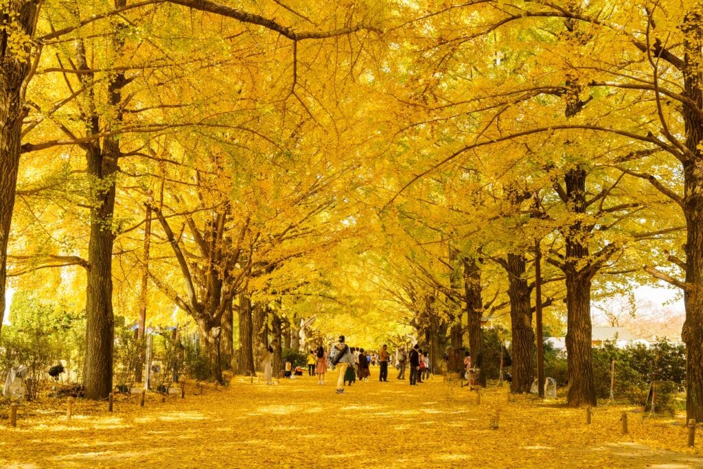 Golden ginkgo tree avenue in Tokyo covered with autumn leaves