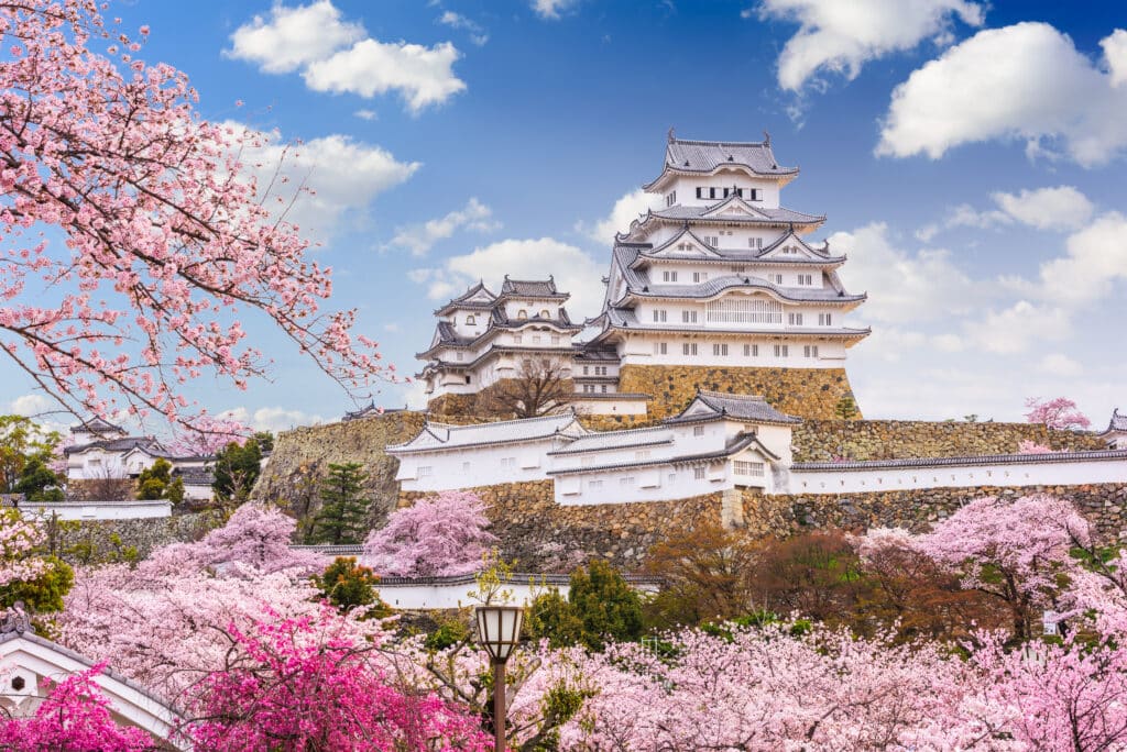 Himeji Castle surrounded by cherry blossoms in spring