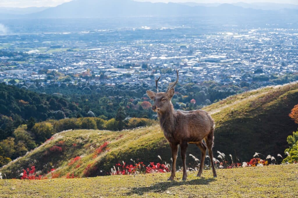 Deer standing on Mount Wakakusa overlooking Nara City with panoramic views of the surrounding mountains