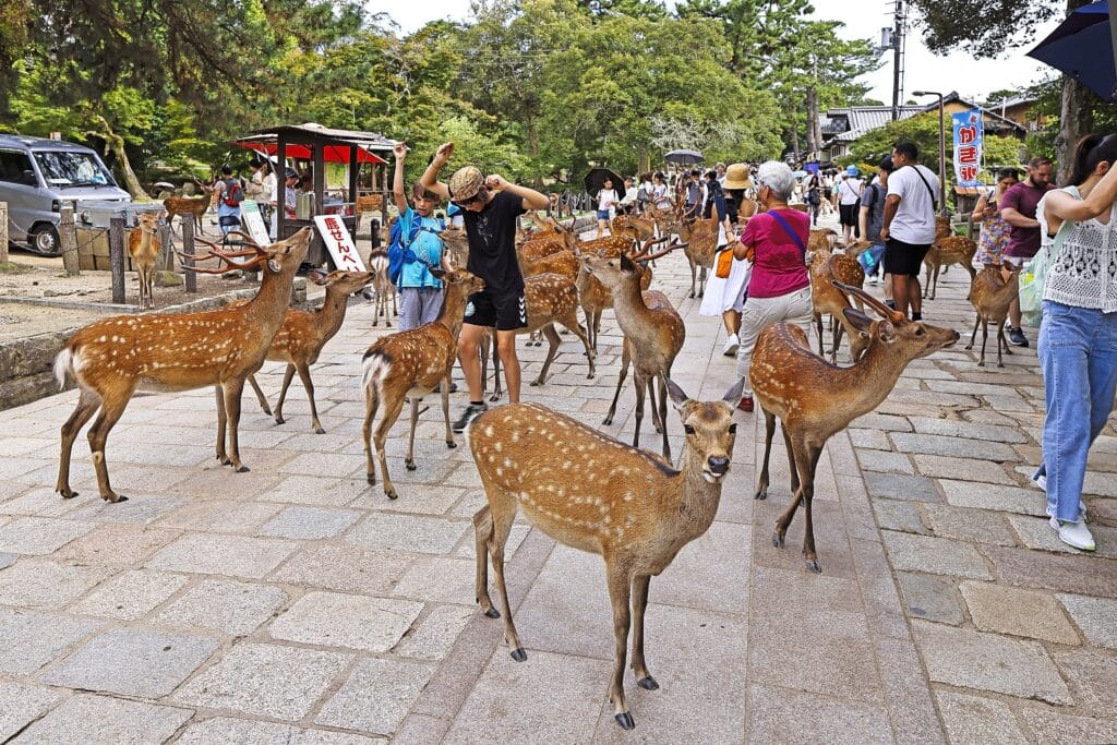 Sacred deer interacting with visitors along the main path through Nara Park, Japan