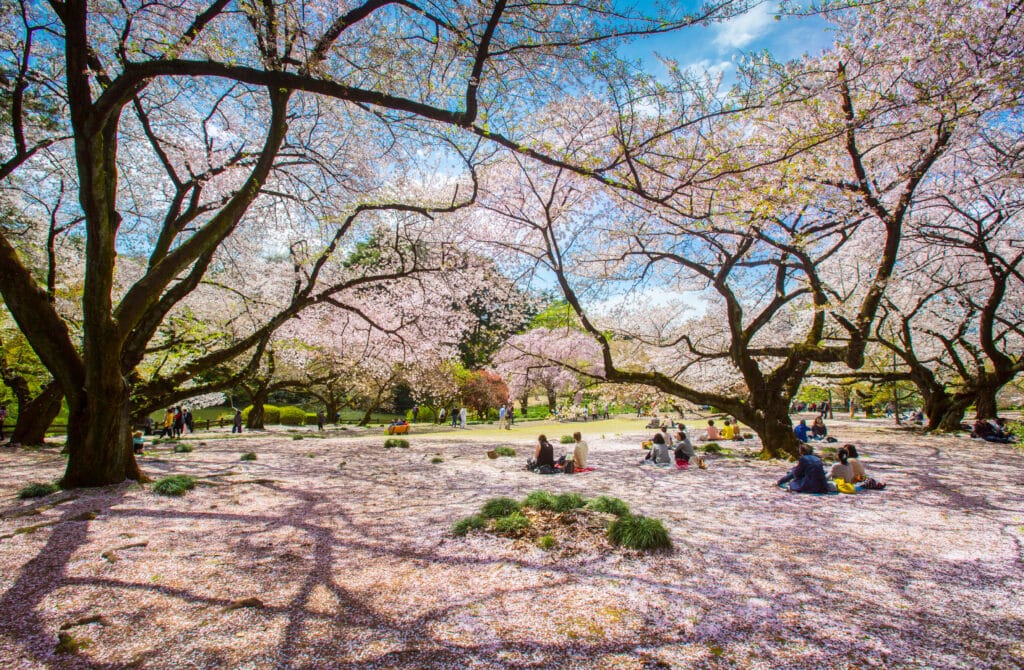Visitors relaxing beneath cherry blossom trees in a Tokyo park