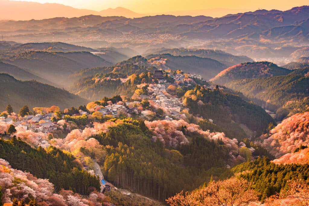 Panoramic view of Yoshinoyama covered in cherry blossoms during spring in Nara Prefecture, Japan