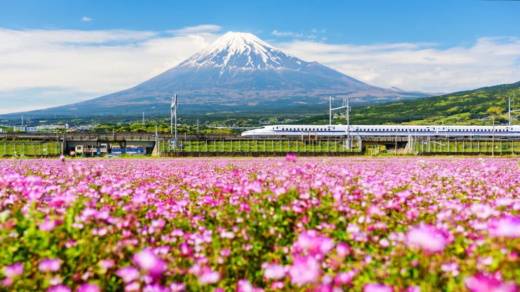 Shinkansen passing Mount Fuji with a field of pink flowers in the foreground