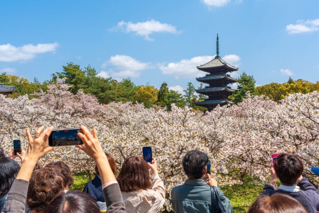Crowds photographing cherry blossoms and a pagoda in Kyoto, Japan