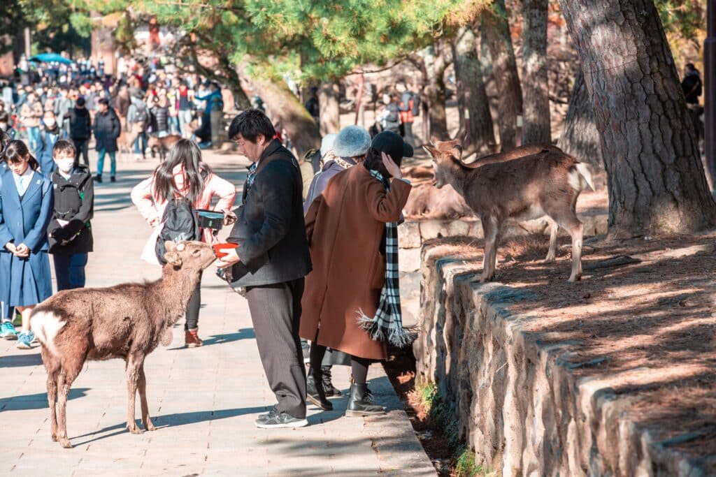 Visitors with deer in Nara Park, Japan