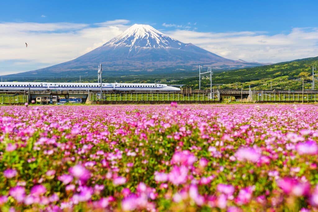 Shinkansen bullet train passing Mount Fuji in Japan, with pink flowers in the foreground