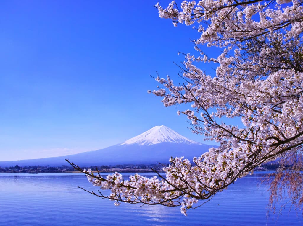 Mount Fuji framed by pink cherry blossoms beside Lake Kawaguchiko in spring