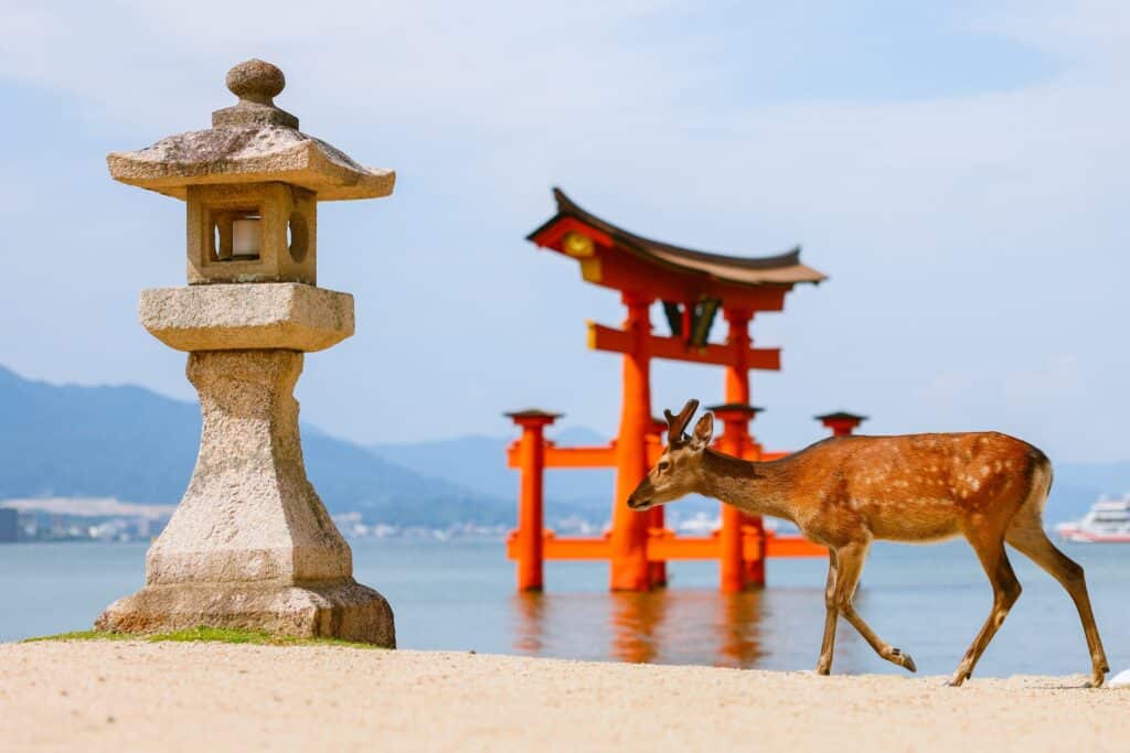 Deer with Itsukushima torii gate on Miyajima in Japan