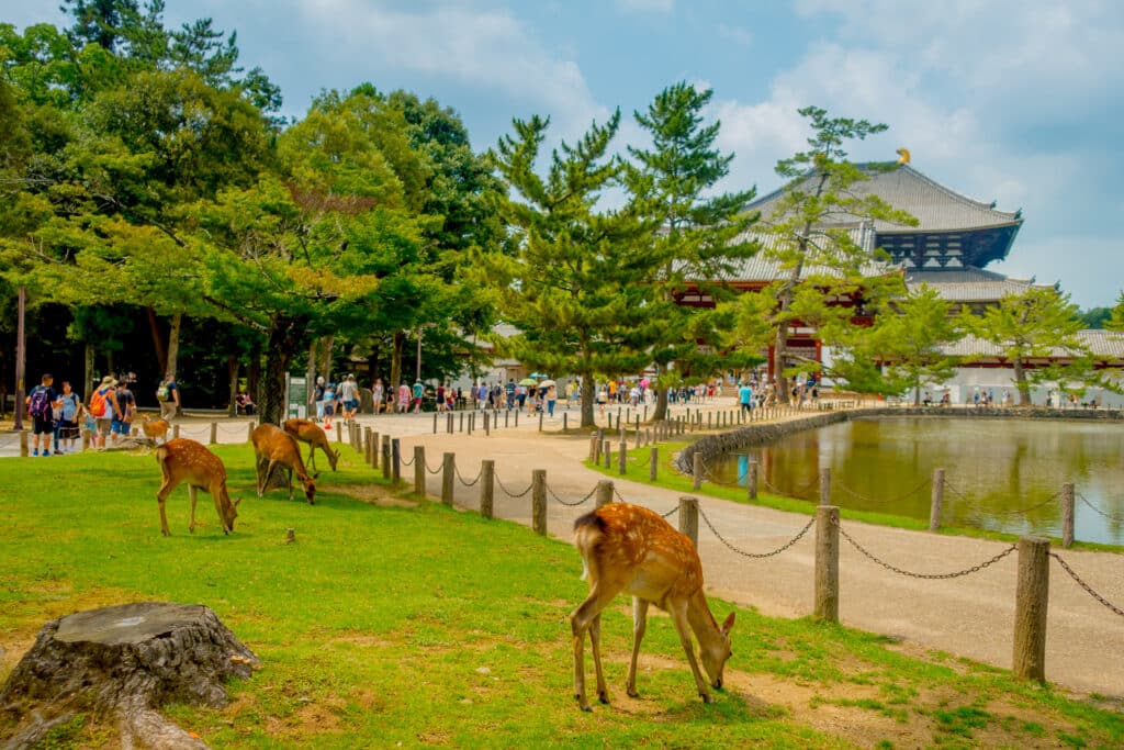 Deer grazing beside a pond in Nara Park with traditional temple buildings in the background